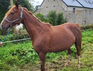 Pouliniere DONNA DE LOU