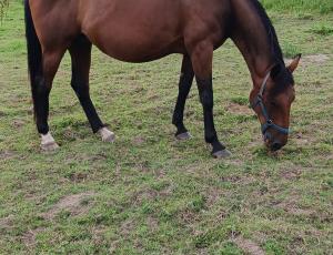 Pouliniere GRIOTTE D'ISQUES