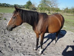 Pouliniere ECSTASY AR