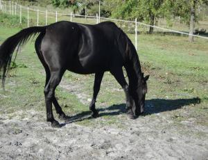 Pouliniere ILONA DIKA