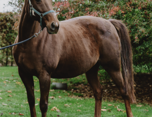 Pouliniere DONATELLA BOND