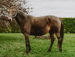 Pouliniere HELDA CLEMAXELLE