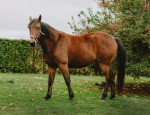 Pouliniere LITTLE QUEEN BOND