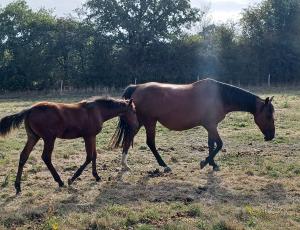 Pouliniere BOREALE DE CORMON