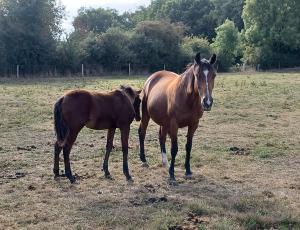 Pouliniere GRACE DHELPA