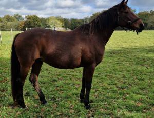 Pouliniere URA DU CHENE