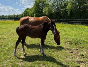 Pouliniere BE MY LIFE