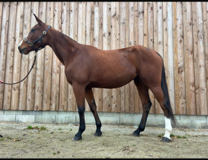 Pouliniere LADY AQUILA