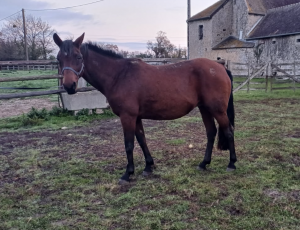 Pouliniere ACTRICE DE BLARY