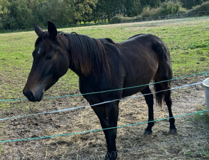 Pouliniere LADOTA PRIOR