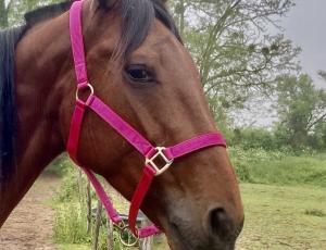 Pouliniere HELLINE SERVINOISE