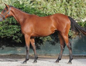 Pouliniere DARLING DU COGLAIS