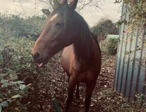 Pouliniere DYNAMITE DU CARHOG