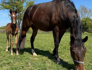 Pouliniere INGENTIA PRIMA