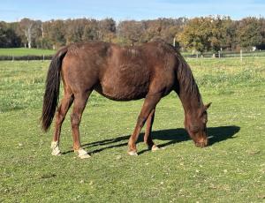 Pouliniere BARBIE SHOW