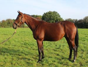 Pouliniere Hawai Griff