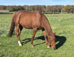 Pouliniere VICTORIA DU NOYER