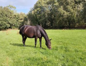 Pouliniere TONIA D'YVEL