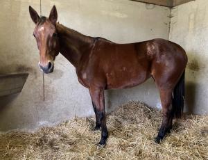 Pouliniere LATINA WHITE