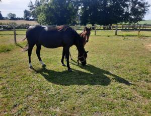 Pouliniere DROGHEDA TUILERIE