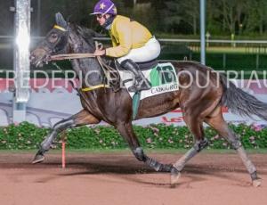 Pouliniere HELIANGA DE NILE