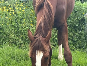 Pouliniere UNION MYSTIQUE