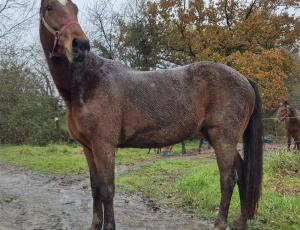 Pouliniere MONI DANCER