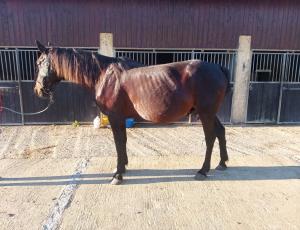 Pouliniere BELLA FLORE