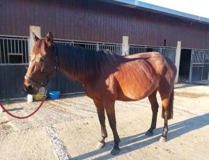 Pouliniere EZRA DE LIGNY