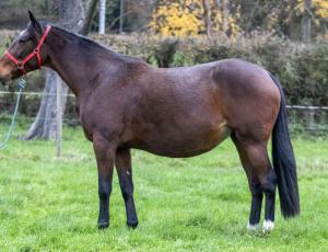 Pouliniere HARMONY WIND