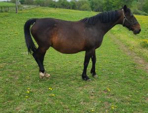 Pouliniere SMYRNA DU GOUTIER