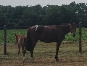 Pouliniere EPONA CENSERIE