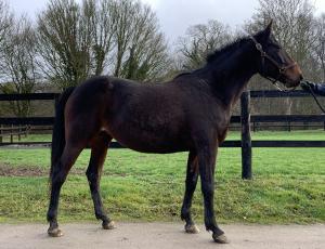 Pouliniere JOUVENCE DE FATOU