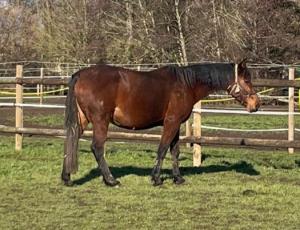 Pouliniere BRESCIA TURGOT