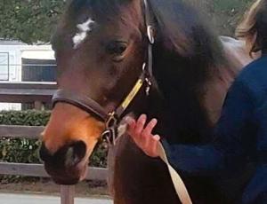 Pouliniere BEST STAR