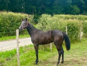 Pouliniere MILLA DU VIVIER