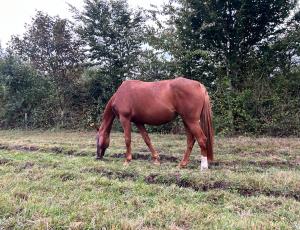 Pouliniere JEHOLINE DE BIRAC