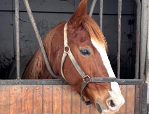 Pouliniere KETMIE DE BABEL