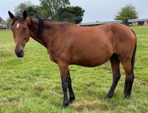 Pouliniere ARENA VA BENE