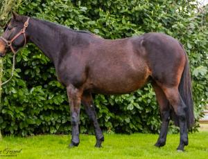 Pouliniere APPLE SPEED