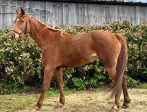Pouliniere JUNTA DE PRAT GUEN