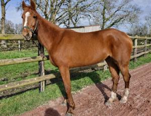 Pouliniere LAYLA SONG