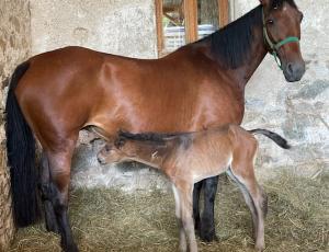 Pouliniere DARLING DE L'ETRE