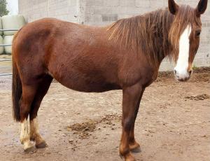 Pouliniere FORTUNA DU HOCQUET