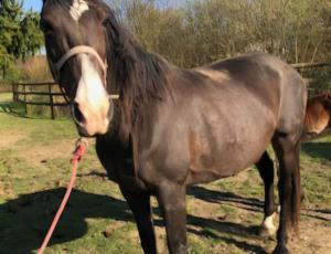 Pouliniere BELLA JET