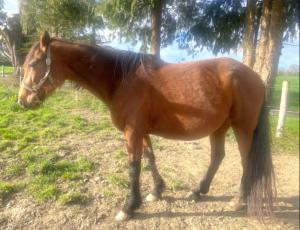 Pouliniere Etoile Des Vals