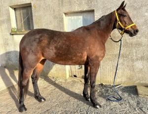 Pouliniere KEZIAH DE NAPPES