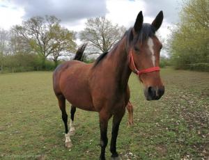 Pouliniere CHIPIE DE FOKISSAR