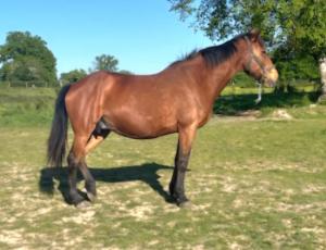Pouliniere Vincennes Gitane