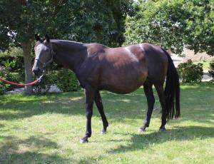 Pouliniere Candie D'atout